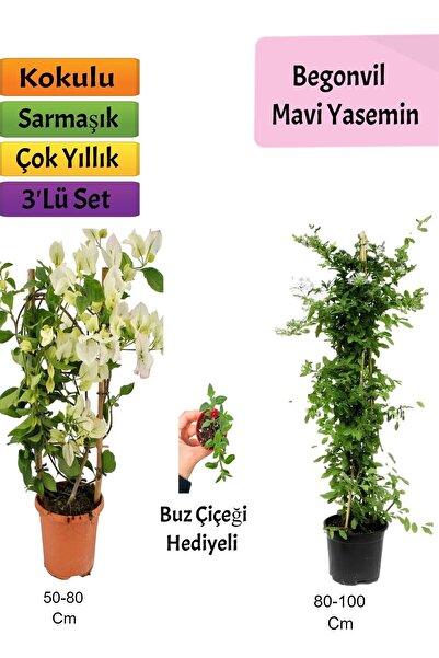 Nura Botanik Mavi Yasemin+ Beyaz Begonvil+ Buz Çiçeği Hediyeli