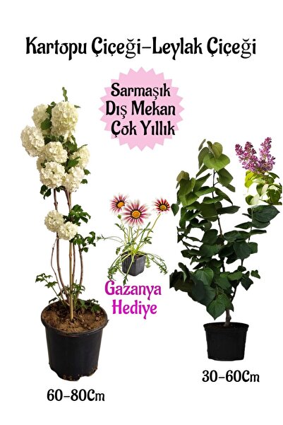 Gardenbox Kartopu Çiçeği 1 ADET +Kokulu Leylak1 ADET+Kırmızı Gazanya Hediye S...