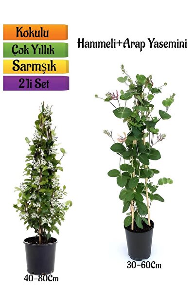 Gardenbox Mis Kokulu Arap Yasemin+Kokulu Hanımeli Çiçeği Fidanı 2'li Bahçe Pe...