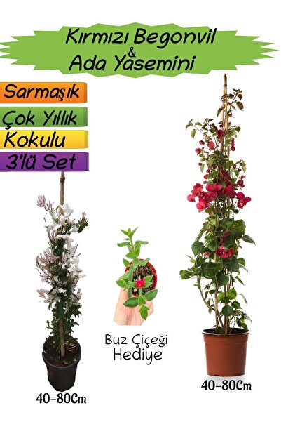 Gardenbox Kırmızı Renk Begonvil+Kokulu Ada Yasemini+Buz Çiçeği Hediyeli 3'lü ...