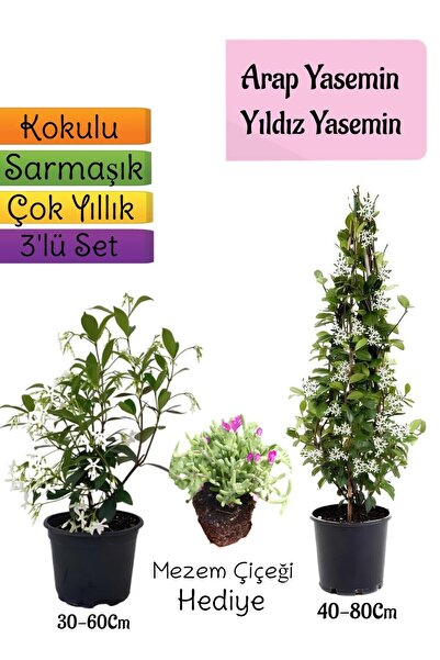 Gardenbox Kokulu Arap Yasemini+Yıldız Yasemin Fidanı+Mezem Çiçeği Hediye 3'lü...