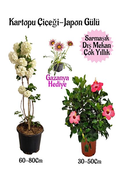 Gardenbox Kartopu Çiçeği 1 ADET +Pembe Japon Gülü 1 ADET+Pembe Gazanya Hediye...