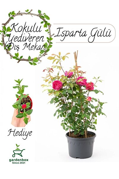 Nura Botanik Formlu Yoğun Kokulu PEMBE Gül Fidanı 1 ADET Saksılı 30-60Cm+ Buz...