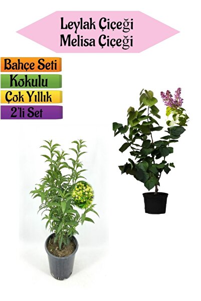 Nura Botanik Mis Kokulu Leylak Fidanı+Kokulu Melisa Çiçeği (40-80Cm) 2 ADET K...