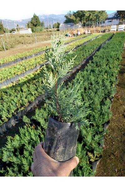 Nura Botanik Leylandi Fidanı, 10 Adet Torbada 15-30cm Dış Mekan Peyzaj Bitkisi