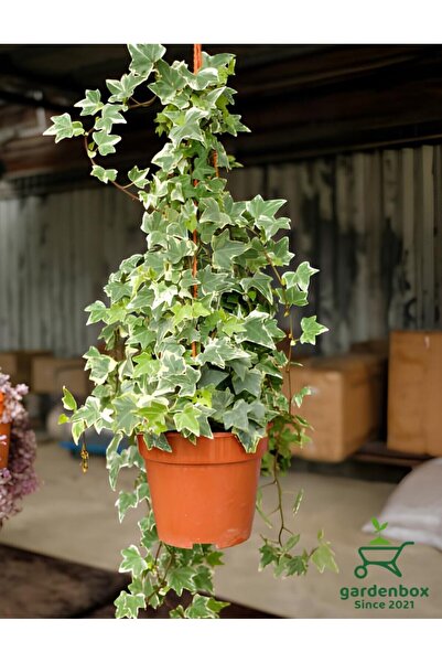 Nura Botanik Alacalı Hedera Helix Ağaç Sarmaşık 1 ADET Saksılı 30-60Cm İç Dış...