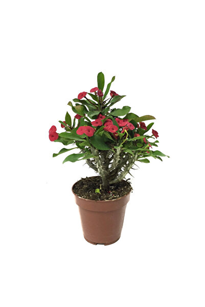 Betonish Euphorbia Milii 'Pink' (Dikenler Tacı Çiçeği)