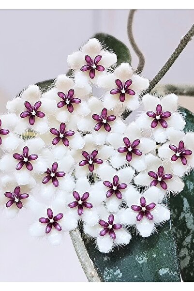 PLANT Hoya Phuwuaensis Mum Çiçeği