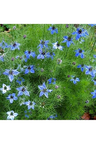 AGRODAL TARIM Yerli Doğal Çörekotu Çiçeği Tohumu 100 Adet Tohum