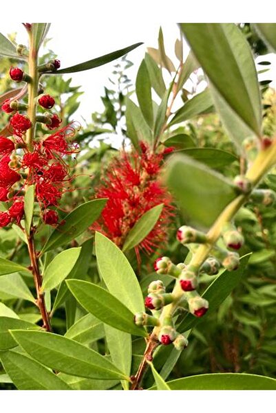 Bitkim Sende Fırça Çalısı Çiçeği Fidanı 40-60cm