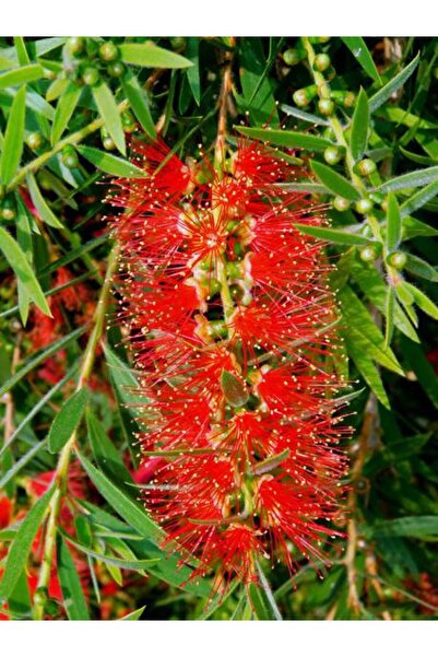 Bitkim Sende Fırça Çalısı Çiçeği Fidanı 40-60cm