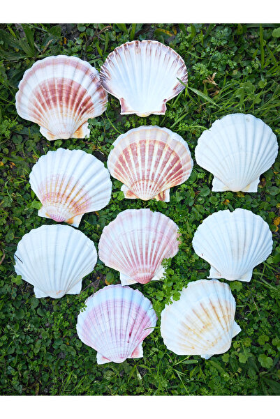 evinizdeki okyanus esintisi turkuaz hediyelik Gerçek Deniz Kabuğu 250 Gr Pake...