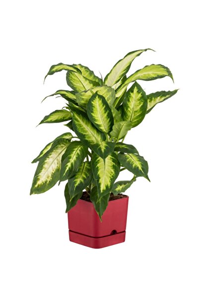 Poliwork 4 Adet Begonya Kare 13 Bordo Tabaklı Saksı 1.5 Lt