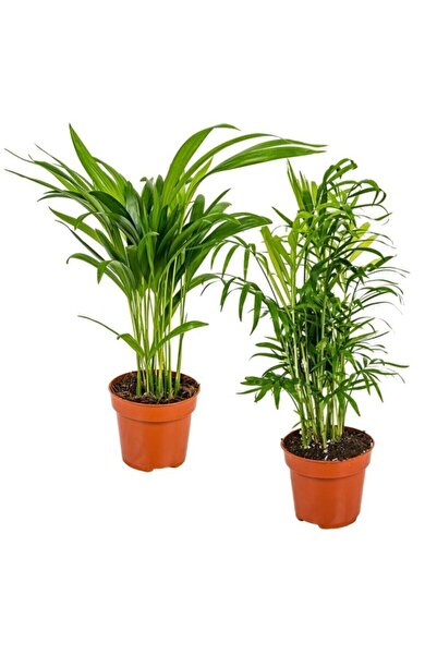 Nura Botanik Videolu Areka & Dağ Palmiyesi 2 Adet Saksılı 15-30 Cm Iç Mekan S...