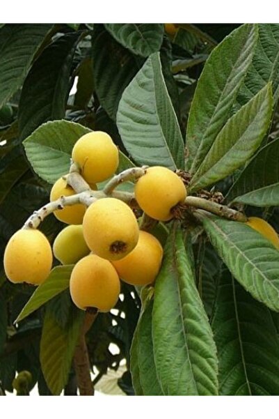 Nutyen Tüplü Malta Eriği (Yenidünya) Fidanı