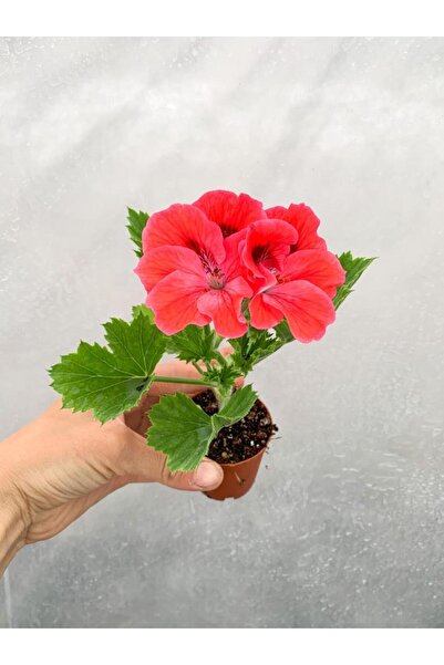 Elit Çiçek Sarayı Somon Ceylan Gözü Canan Sardunya Çiçeği Fidanı Turuncu 10-2...