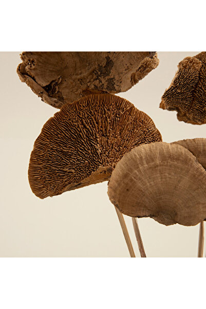 Chakra Semsa Demet Kuru Çiçek Natural