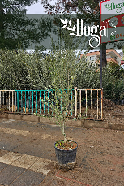 DOĞA FİDANCILIK Saksılı Aşılı Gemlik Trilye Zeytin Fidanı 6 Yaş