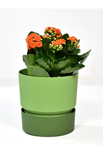 Poliwork IXORA 17 CM SAKSI ÇİFT RENKLİ YEŞİL TONLARI GENİŞLİK 17 CM YÜKSEKLİK 17 CM 3 LT