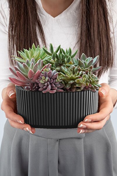 TEMMUZ HOME No 2 1,8 Litre Pera Aranjman Saksı Plastik Bitki Çiçek Saksısı