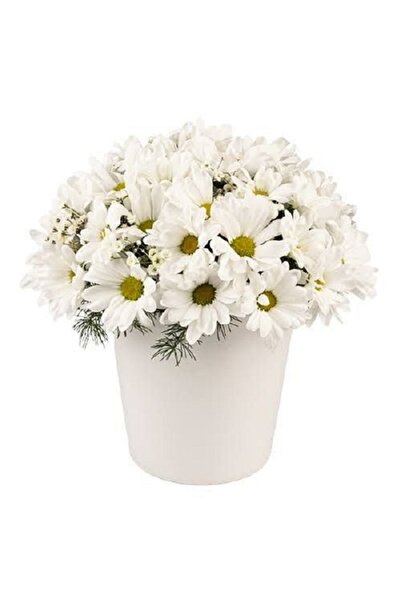 fidanova saksılı papatya canlı aranjman