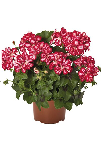 Gardina Sakız Sardunya Fidesi Katmerli ( Sarkan Sardunya Pelargonium Peltatum...