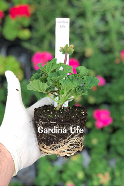 Gardina Sardunya Fidesi Bodur ( Pelargonium Zonale Dark ) Salmon 1 Adet