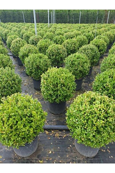 SÖZER Şimşir Tüplü