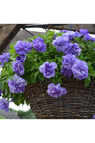 Gardina Petunya Fidesi Kokulu Katmerli ( Petunia Atkinsiana Tumbelina ) Sophi...