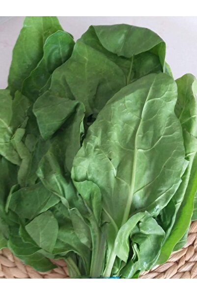 AGRODAL TARIM Ata Tohumu Doğal Yerli Sarmalık Yaprak Pancar Pazı Tohumu 100 A...