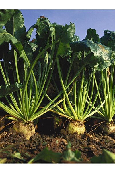 AGRODAL TARIM Doğal Anadolu Şekerpancarı Tohumu 100 AdTohum