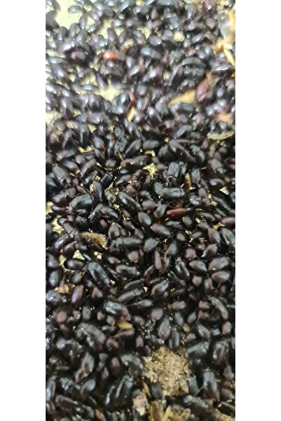 Ankara Canlı Yem BUFFALO KURDU BÖCEĞİ (Alphitobius diaperinus) (1-1.5 cm) 100...