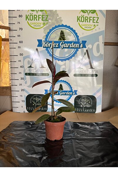 körfezgardens Kauçuk Bitkisi (Hevea Brasiliensis) - Evinizi Yeşillendirip Doğ...