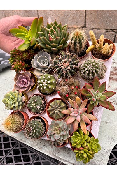 FİDEİSTE 10 Kaktüs 10 Sukulent 20’li Mix Set(ELİT SERİSİ)