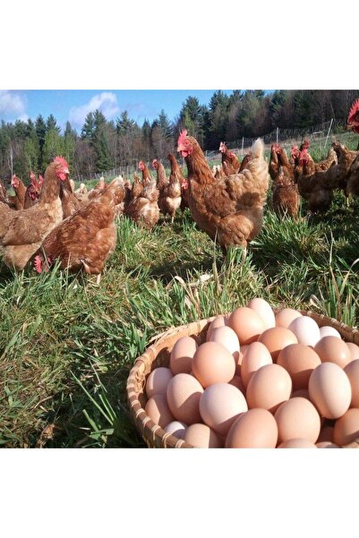 bodrum organik pazar GÜNLÜK ORGANİK KÖY YUMURTASI 30 LU ( 1 KUTU )  DAILY FRESH VILLAGE EGGS ( 1 BOX - 30 PIECE )