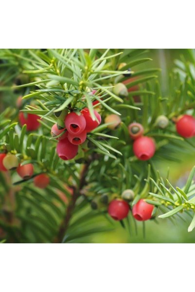 MorDekor Tüplü Porsuk Ağacı (taxus Baccata) Fidanı