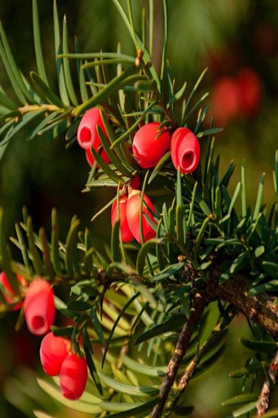 AnkaBahçe Tüplü Porsuk Ağacı (Taxus Baccata) Fidanı