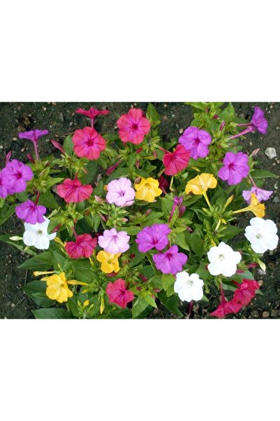 Vipfoni Karışık Renk Akşam Sefası Çiçeği Toğumu 10 Adet