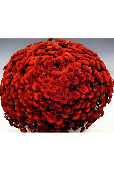 TohumBul Özel Brandevil Kasımpatı Krizantem Çiçeği Fidesi (1 Adet))