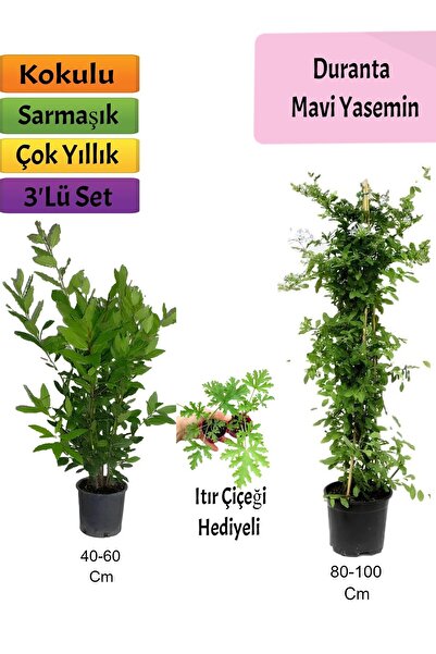 Nura Botanik Mavi Yasemin+ Defne Çalısı+ Itır Hediyeli