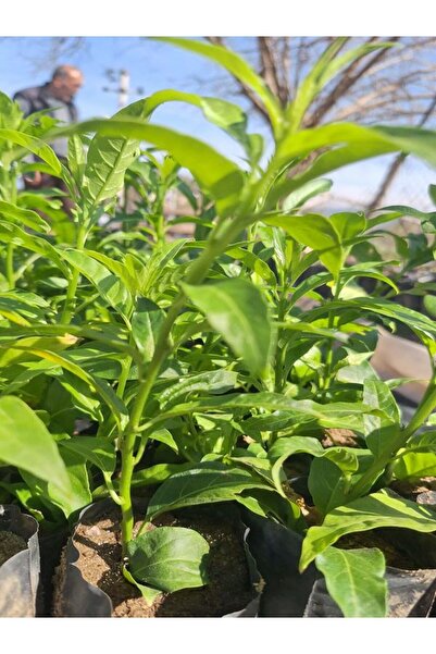 Nura Botanik 1 Adet Tüplü Mini Melisa Fidanı (10 30 Cm) Bahçe Dış Mekan Bitkisi