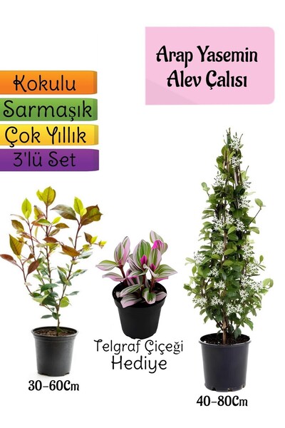 Nura Botanik Mis Kokulu Arap Yasemini+Alev Çalısı Fidanı+Telgraf Çiçeği Hediy...