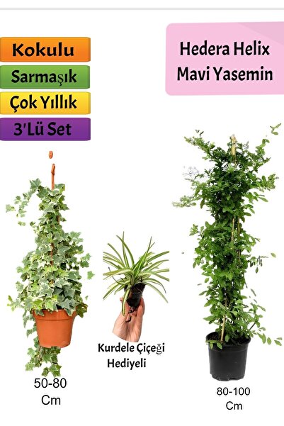 Nura Botanik Mavi Yasemin+ Hedera Helix+ Kurdele Çiçeği Hediyeli