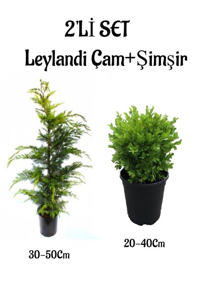 Gardenbox Leylandi Çam Ağacı Fidanı+Çalı Şimşiri 2'li Set Saksılı Dış Mekan B...