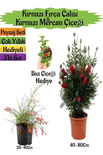 Nura Botanik Kırmızı Fırça Çalısı+Kırmızı Mercan Çiçeği+Buz Çiçeği Hediyeli P...