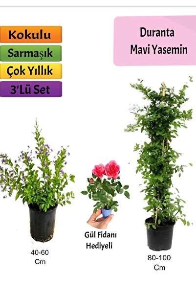 Gardenbox Mavi Yasemin+ Duranta+ Pembe Gül Fidanı
