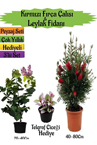 Nura Botanik Kırmızı Fırça Çalısı+Kokulu Mor Leylak Fidanı+Telgraf Hediyeli Peyzaj Seti