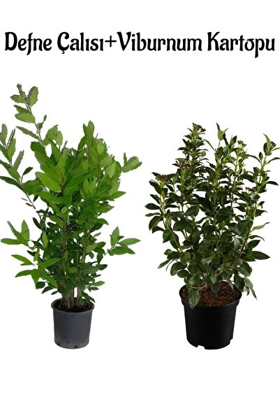 Gardenbox Kokulu Defne Çalısı Fidanı+Viburnum Kartopu Çiçeği 2'li Set Saksılı...