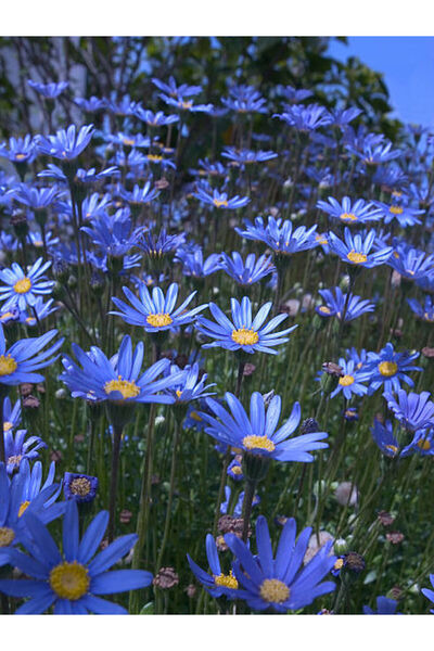 Nura Botanik Videolu Çalı Papatyası Mavi Renkli Şahanegörünümlü (20 30 CM)1 A...