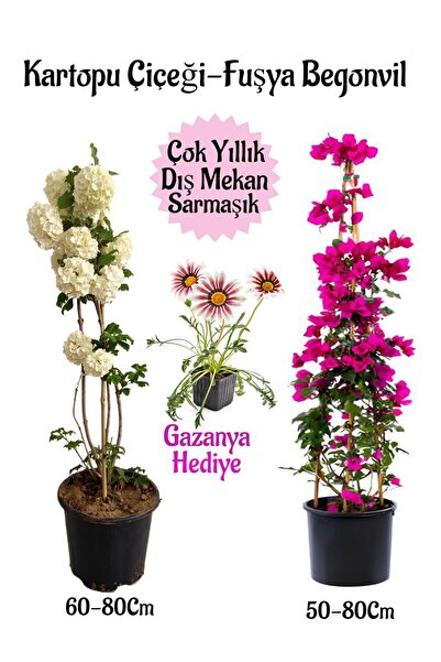 Gardenbox Kartopu Çiçeği 1 ADET +Fuşya Begonvil 1 ADET+ Pembe Gazanya Hediyel...